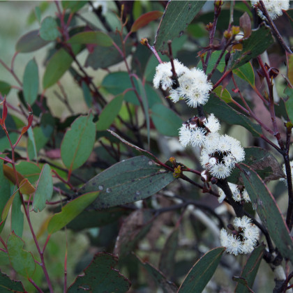 Eukalyptus Pauciflora - Blahovičník - Eucalyptus pauciflora - semená eukalyptu - 8 ks