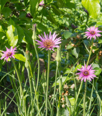 Kozobrada fialová - Tragopogon porrifolius - semená kozobrady - 90 ks