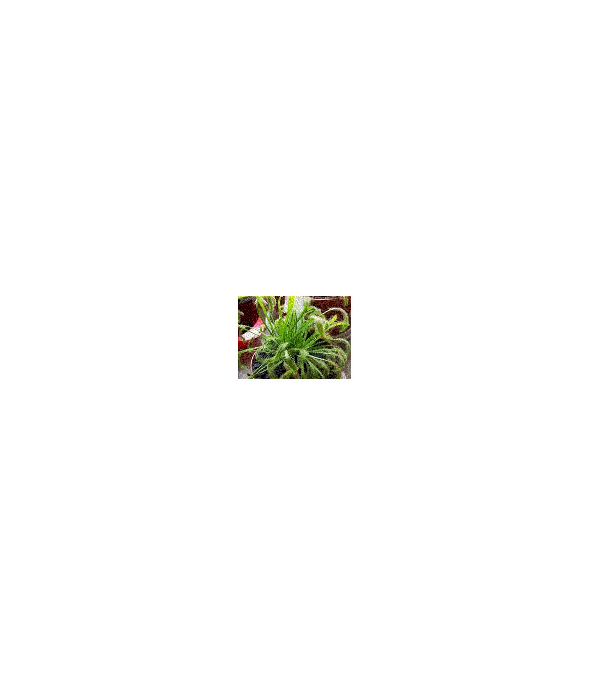 Rosička kapská zmes - Drosera capensis zmes - semená rosnatky - 15 ks