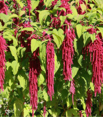 Láskavec chvostový - Amaranthus caudatus - semená - 300 ks