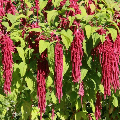 Láskavec chvostový - Amaranthus caudatus - semená - 300 ks