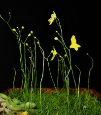 Bublinatka šidlovitá - Utricularia subulata - semená bublinatky - 15 ks