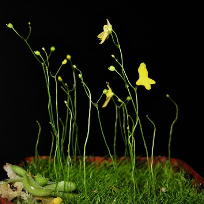 Bublinatka šidlovitá - Utricularia subulata - semená bublinatky - 15 ks