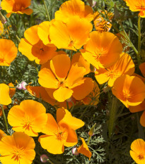 Slncovka kalifornská oranžová - Eschscholzia californica - semená slncovky - semiačka - 200 ks