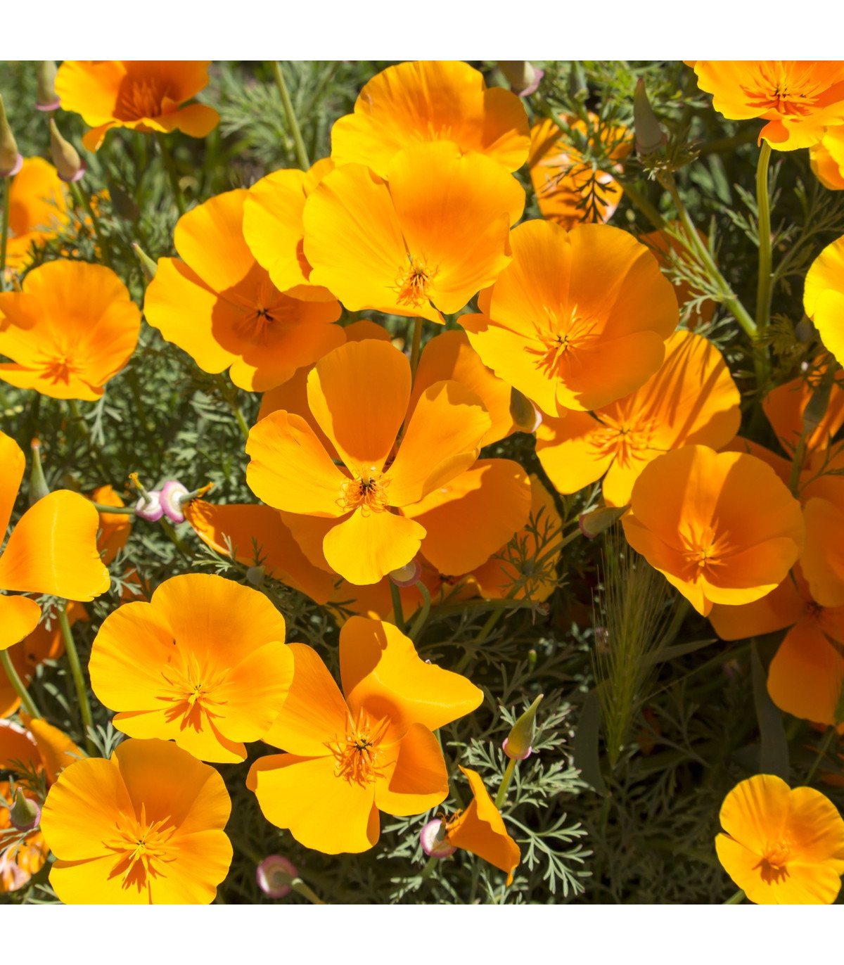 Slncovka kalifornská oranžová - Eschscholzia californica - semená slncovky - semiačka - 0,7 gr