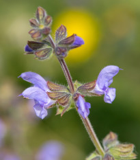 Šalvia železníkovitá - Salvia verbenaca - semená šalvie - 50 ks