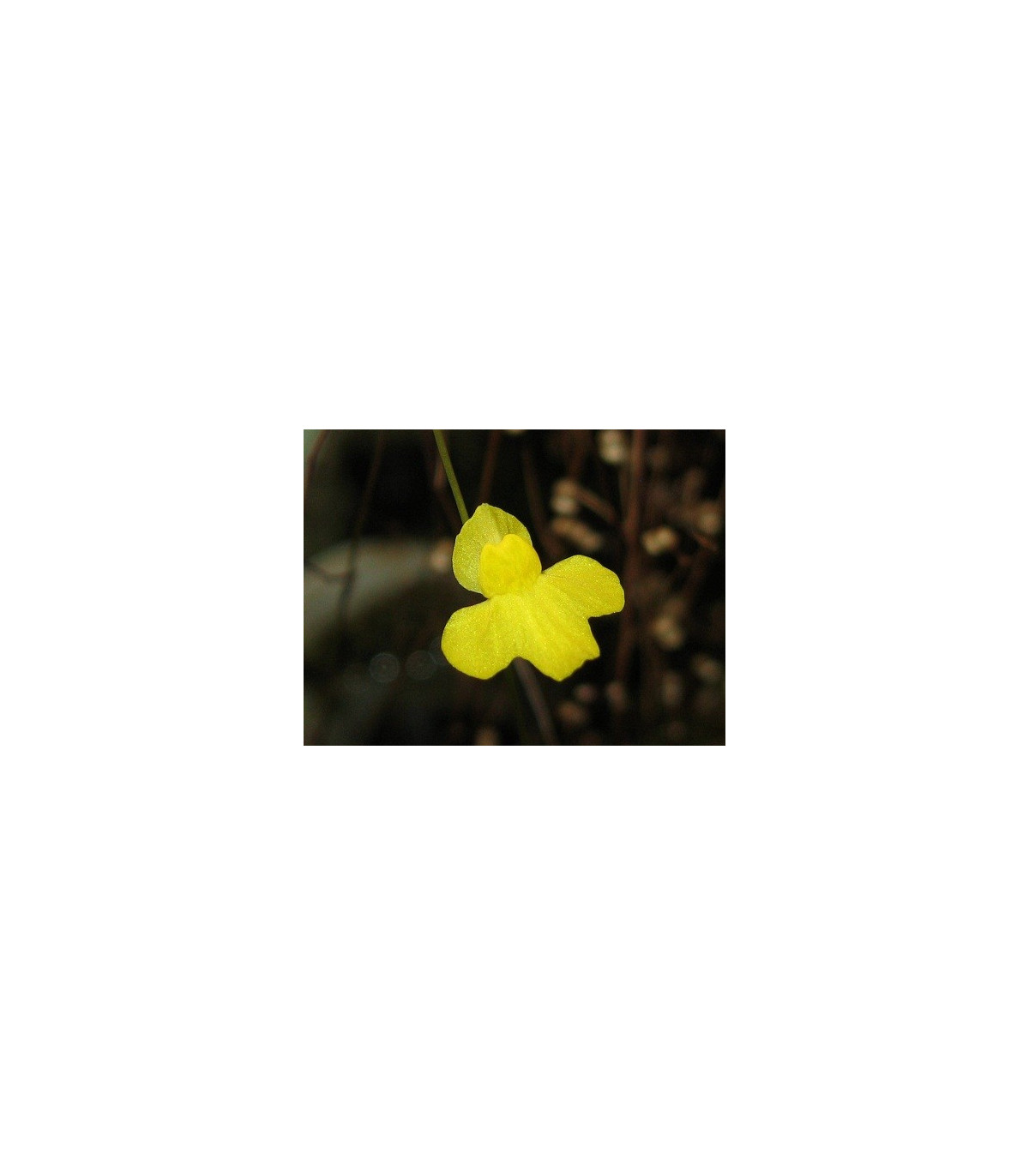 Bublinatka šidlovitá - Utricularia subulata - semená - 15 ks