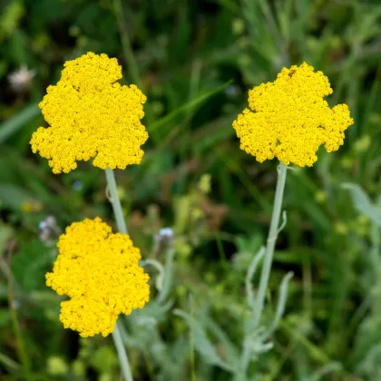 Rebríček túžobníkový Parkers žltý - Achillea filipendulina - semená - 900 ks