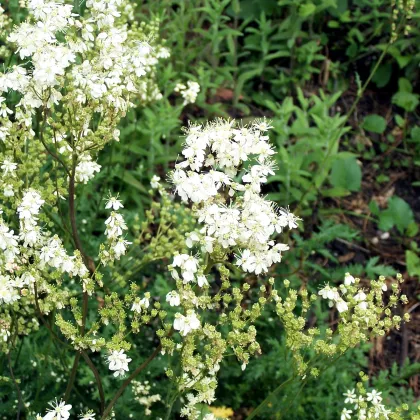 Túžobník obyčajný - Filipendula vulgaris - semená - 0,3 g