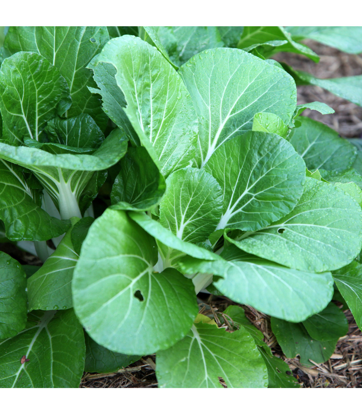 Horčica šalátová Misome F1 - Brassica campestris - semená horčice - 20 ks