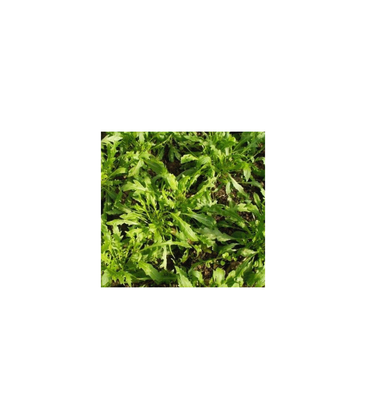 Rukola úzkolistá Tiger - Diplotaxis tenuiflora - semená rukoly - semiačka - 20 ks