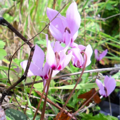 Cyklamén ružový - Cyclamen cilicium - hľuzy cyklaména - 1 ks