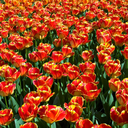 Tulipán Banja Luka - predaj cibuľovín - holandské tulipány - 3 ks