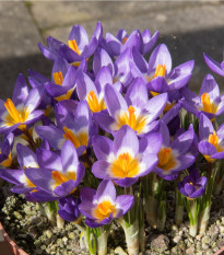 Krókus Tricolor - Crocus Tricolor - hľuzy krókusu - 3 ks