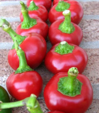 Paprika Red Cherry - Capsicum annuum - semená papriky - 7 ks