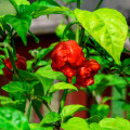 Chilli Carolina Reaper - Capsicum chinense - semená chilli - 5 ks