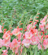 Gladiola ružová Wine and Roses - Gladiolus - hľuzy gladioly - 3 ks