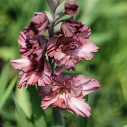 Gladiola čokoládová - gladiola - Gladiolus - hľuzy gladioly - 3 ks