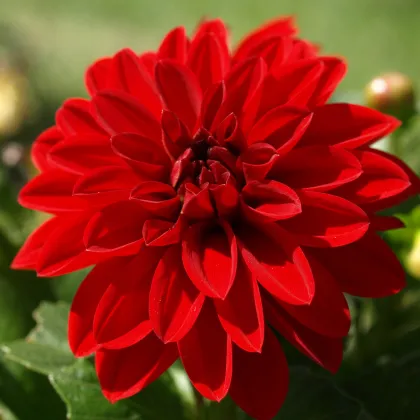 Georgína Arabská noc - Dahlia - hľuzy georgín - 1 ks