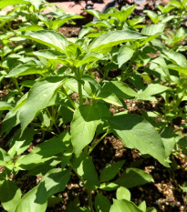 Bazalka Lime - Ocimum basilicum - semená bazalky - 200 ks