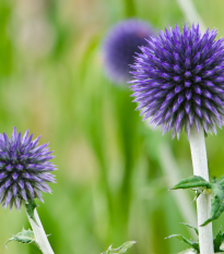 Ježibaba modrá - Echinops ritro - predaj semien - 6 ks