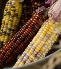 Kukurica okrasná Amero - Zea mays - semená kukurice - 15 ks