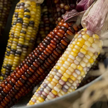 Kukurica okrasná Amero - Zea mays - semená kukurice - 15 ks