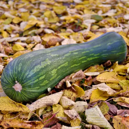 Tekvica Lunga di Napoli - Cucurbita moschata - semená tekvice - 5 ks