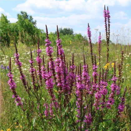 Vrbica vrbolistá - Lythrum salicaria - semená vrbice - 150 ks