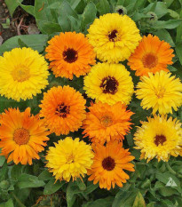 Nechtík lekársky Pacific Beauty zmes - Calendula officinalis - semená nechtíka - 30 ks