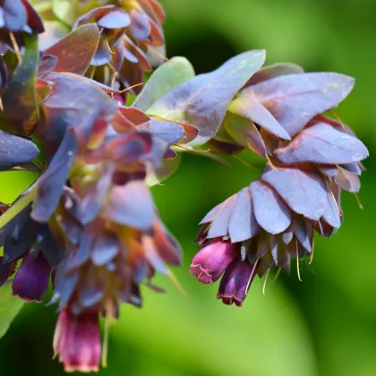 Voskovka väčšia Hoya - Cerinthe major purpurescens - 5 Ks