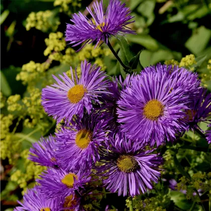 Astra kopcová - Aster amellus - semená - 70 ks