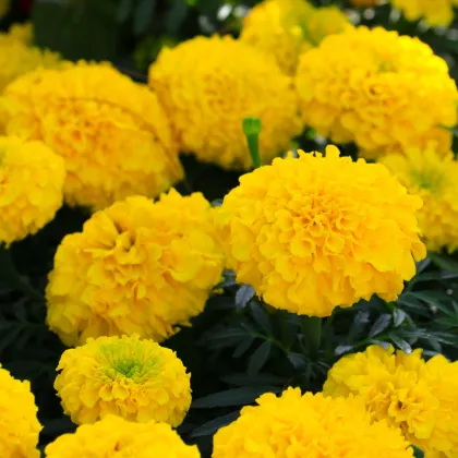 Aksamietnica vzpriamená nízka Cupido - Tagetes erecta nana - semená Aksamietnice - 0,3 g