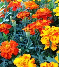 Aksamietnica rozložitá Bolero - Tagetes patula nana - semená Aksamietnice - 0,3 g