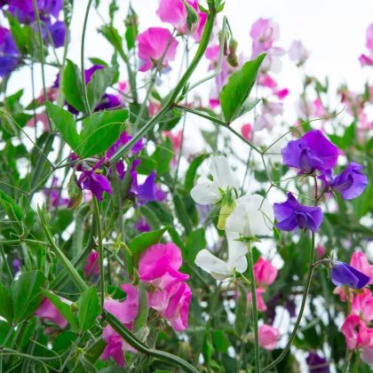 Hrachor voňavý Spencer zmes - Lathyrus odoratus - semená hrachoru- 16 ks