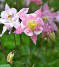 Orlíček Mc Kana - zmes farieb - Aquilegia caerulea - semená - 200 ks