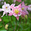 Orlíček Mc Kana - zmes farieb - Aquilegia caerulea - semená - 200 ks