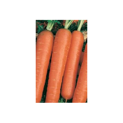 Mrkva pravá Jubila - Daucus carota - semená mrkvy - 1 g