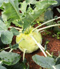 Kaleráb biely neskorý Gigant - Brassica oleracea - semená kalerábu - 100 ks