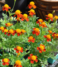 Aksamietnica rozložitá Orange flame - Tagetes patula nana - semená aksamietnice - 0,3 g