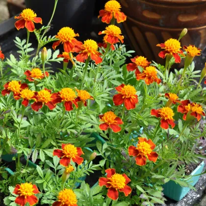 Aksamietnica rozložitá Orange flame - Tagetes patula nana - semená aksamietnice - 0,3 g