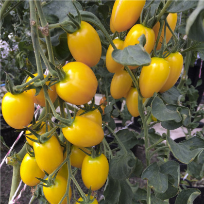 Paradajka Tom Yellow - Solanum lycopersicum - semená paradajok - 8 ks