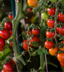 Paradajka Tom Red - Solanum lycopersicum - semená paradajok - 8 ks