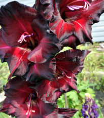 Gladiola - Gladiolus Black Star - gladioly - hľuzy gladioly - 3 ks