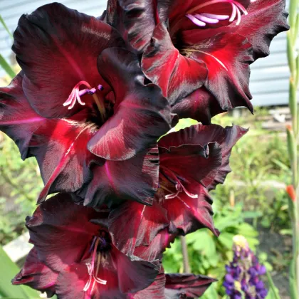 Gladiola - Gladiolus Black Star - gladioly - hľuzy gladioly - 3 ks