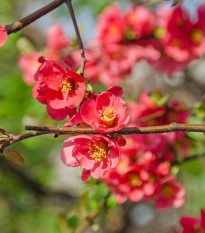 Dulovec - Chaenomeles Japonica - semená dulovca - 5 ks