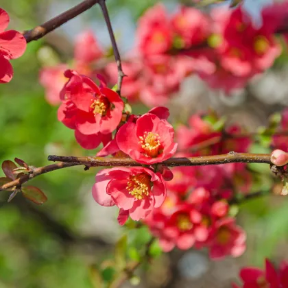 Dulovec - Chaenomeles Japonica - semená dulovca - 5 ks