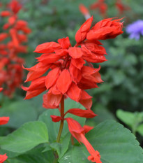 Šalvia žiarivá Johannisfeuer - Salvia splendens - semená šalvie - 15 ks