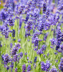 BIO levanduľa lekárska - Lavandula - bio semená levandule - 50 ks