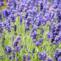 BIO levanduľa lekárska - Lavandula - bio semená levandule - 50 ks